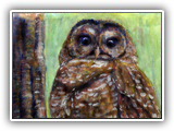 The Spotted Owl